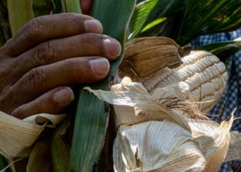 NECESARIO APOYAR AL SECTOR AGRÍCOLA ANTE CAÍDA DE PRODUCCIÓN DE GRANOS: UMFFAAC