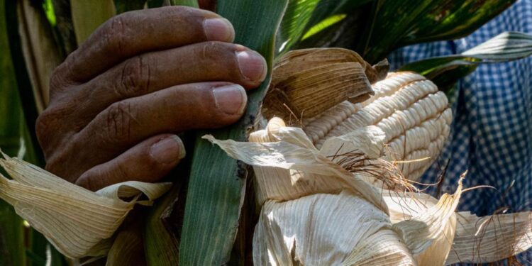 NECESARIO APOYAR AL SECTOR AGRÍCOLA ANTE CAÍDA DE PRODUCCIÓN DE GRANOS: UMFFAAC