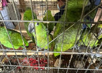 SANTUARIO OSTOK Y AZCARM UNIDOS EN EL RESCATE Y REHABILITACIÓN DE EJEMPLARES DE AVES EN MÉXICO