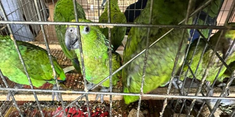 SANTUARIO OSTOK Y AZCARM UNIDOS EN EL RESCATE Y REHABILITACIÓN DE EJEMPLARES DE AVES EN MÉXICO