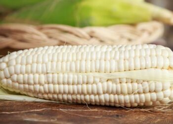 México Impone Arancel del 50% a Importaciones de Maíz Blanco