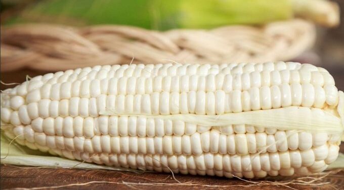 México Impone Arancel del 50% a Importaciones de Maíz Blanco