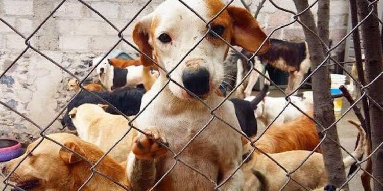 Construirán refugio para perros en situación de calle