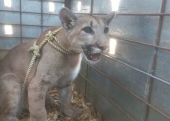 SANTUARIO OSTOK RESCATA PUMA ABANDONADO EN UNA CONSTRUCCIÓN