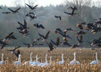 Inicia Gobierno de México operativo para atender alerta por mortandad de aves en el Pacífico mexicano