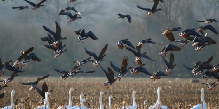 Inicia Gobierno de México operativo para atender alerta por mortandad de aves en el Pacífico mexicano
