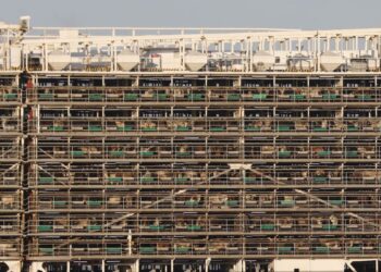 Buscan 5 toneladas de cocaína en buque con 16 mil vacas; DEA ya lo espera en Egipto