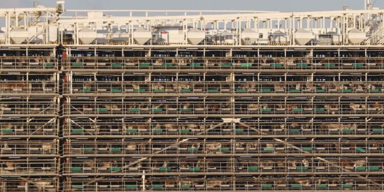 Buscan 5 toneladas de cocaína en buque con 16 mil vacas; DEA ya lo espera en Egipto