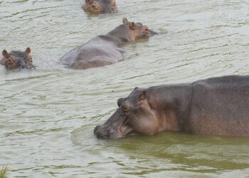SACRIFICAR MÁS DE 160 HIPOPÓTAMOS NO ES ALTERNATIVA PARA ACABAR CON EL PROBLEMA AMBIENTAL EN COLOMBIA