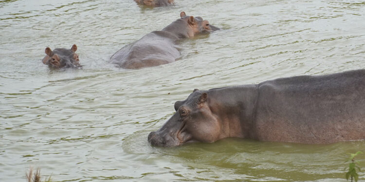 SACRIFICAR MÁS DE 160 HIPOPÓTAMOS NO ES ALTERNATIVA PARA ACABAR CON EL PROBLEMA AMBIENTAL EN COLOMBIA