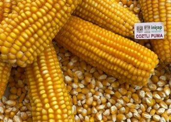 Maíz Puma: Innovación mexicana para reducir importaciones y evitar transgénicos