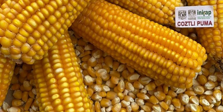 Maíz Puma: Innovación mexicana para reducir importaciones y evitar transgénicos
