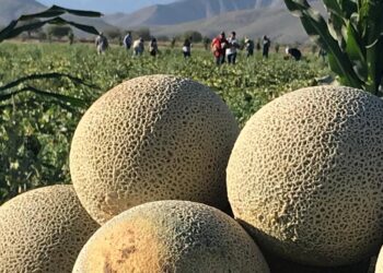 COAHUILA IMPLEMENTA MECANISMO PARA REGULAR EL PRECIO DEL MELÓN EN LA LAGUNA