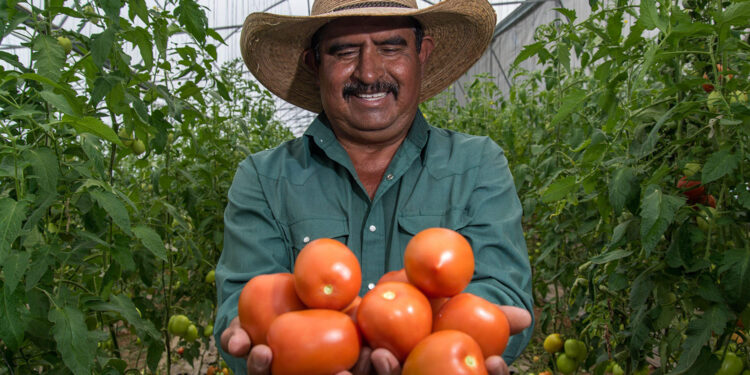 Crecen 4.48% exportaciones agroalimentarias mexicanas en periodo enero-mayo de este año