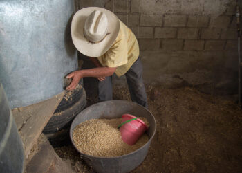 Reporta Segalmex avance superior a 68% en compras de maíz blanco a productores de pequeña y mediana escala de Sinaloa
