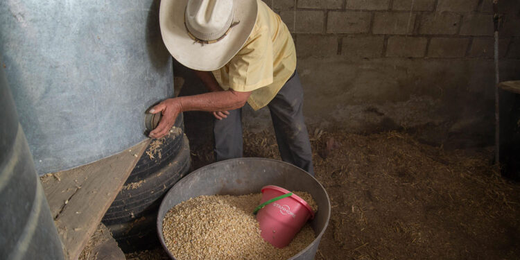 Reporta Segalmex avance superior a 68% en compras de maíz blanco a productores de pequeña y mediana escala de Sinaloa