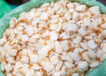 Crecerá en más de dos millones de toneladas la producción nacional de maíz grano en 2023: Agricultura