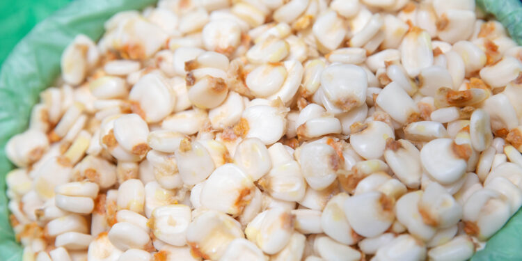 Crecerá en más de dos millones de toneladas la producción nacional de maíz grano en 2023: Agricultura