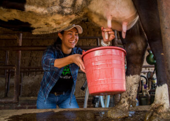 Avanza la Estrategia de Acompañamiento Técnico en Leche; beneficia a más de 3 mil ganaderos de pequeña escala