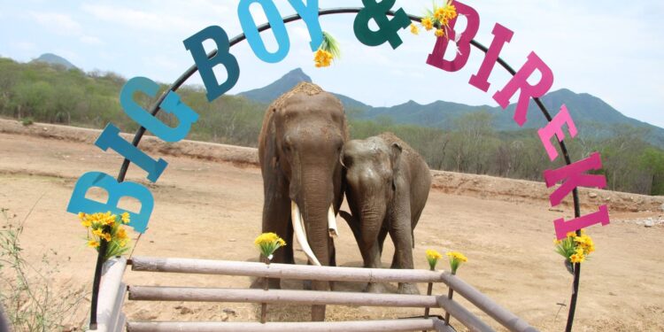 CON LA BODA DE LOS ELEFANTES ASIÁTICOS BIG BOY Y BIREKI FESTEJAN SEGUNDO ANIVERSARIO DEL SANTUARIO OSTOK