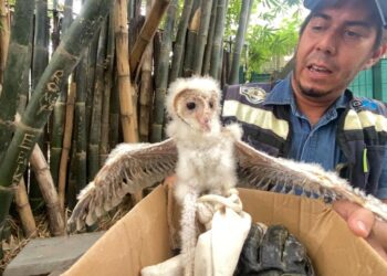 RESCATA CIUDADANA UNA CRÍA DE LECHUZA, LA DEPOSITÓ EN EL ZOOLÓGICO PARA SU CUIDADO