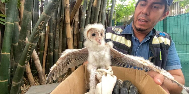RESCATA CIUDADANA UNA CRÍA DE LECHUZA, LA DEPOSITÓ EN EL ZOOLÓGICO PARA SU CUIDADO