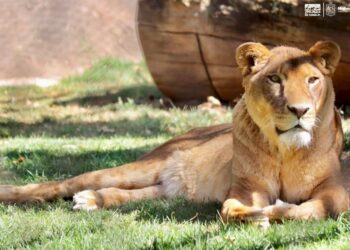 A UN AÑO DEL HISTÓRICO RESCATE DE BLACK JAGUAR, LOS FELINOS ESTÁN RECUPERADOS