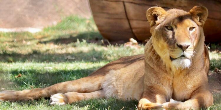 A UN AÑO DEL HISTÓRICO RESCATE DE BLACK JAGUAR, LOS FELINOS ESTÁN RECUPERADOS