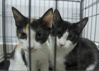 OMS Propone Vacunas Contra Posible Infección de Gripe Aviar en Humanos