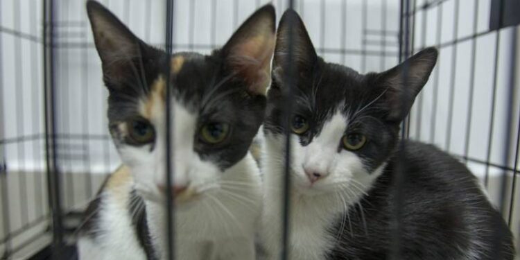 OMS Propone Vacunas Contra Posible Infección de Gripe Aviar en Humanos