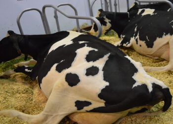 Calor provoca estrés y baja de peso en el ganado