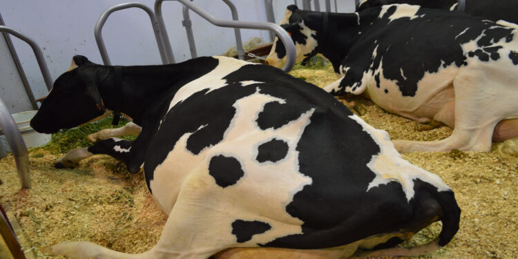 Calor provoca estrés y baja de peso en el ganado