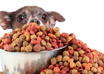 México importa 162% más alimento para mascotas que para bebés
