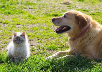 Llaman a construir una comunidad más respetuosa con los seres vivos