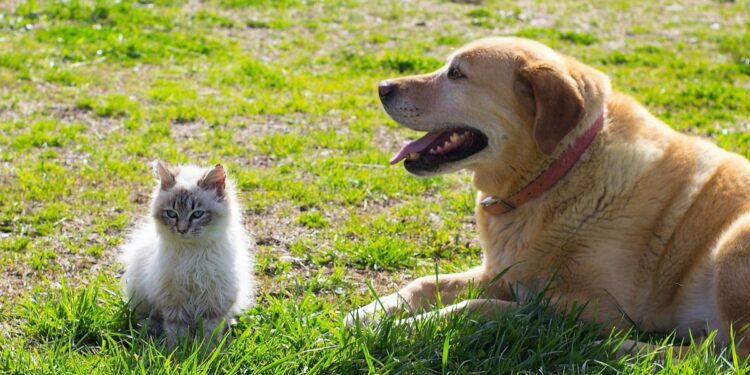 Llaman a construir una comunidad más respetuosa con los seres vivos