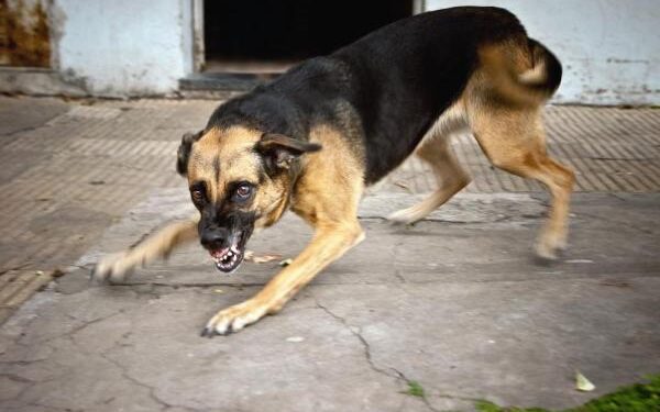 El antídoto para mordidas