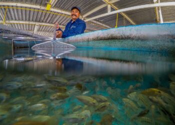 Aumenta en 10.3 millones la población en seguridad alimentaria de 2018 a 2022
