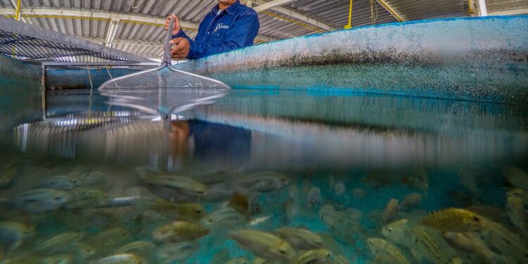 Aumenta en 10.3 millones la población en seguridad alimentaria de 2018 a 2022