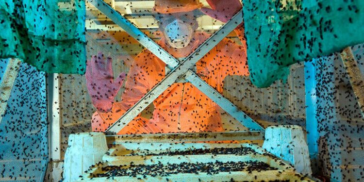 Refuerza Agricultura vigilancia por presencia de gusano barrenador del ganado en Costa Rica y Panamá