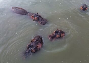 RESCATISTAS DE OSTOK SANCTUARY AFINAN ESTRATEGIA PARA TRASLADO DE HIPOPÓTAMOS EN COLOMBIA