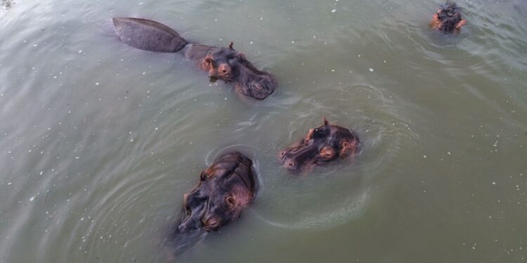 RESCATISTAS DE OSTOK SANCTUARY AFINAN ESTRATEGIA PARA TRASLADO DE HIPOPÓTAMOS EN COLOMBIA