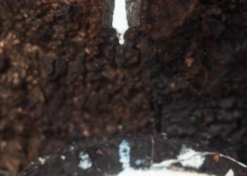 Cuenta México con potencial productivo para el cultivo de hule