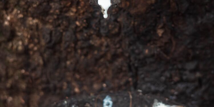 Cuenta México con potencial productivo para el cultivo de hule