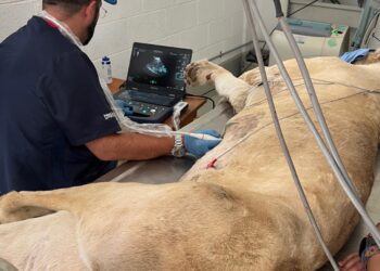 Inspectora de Profepa es atacada por un tigre durante revisión; Asociación de zoológicos culpa a Semarnat