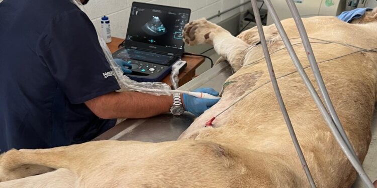 Inspectora de Profepa es atacada por un tigre durante revisión; Asociación de zoológicos culpa a Semarnat