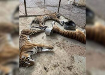 LA AZCARM EXIGE LA DESTITUCIÓN DE RODOLFO VILCHIS NORIEGA ENCARGADO DE DESPACHO DE LA SUBPROCURADURÍA RECURSOS NATURALES