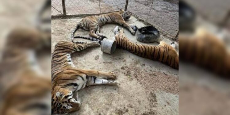 LA AZCARM EXIGE LA DESTITUCIÓN DE RODOLFO VILCHIS NORIEGA ENCARGADO DE DESPACHO DE LA SUBPROCURADURÍA RECURSOS NATURALES