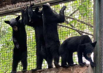 TRASLADAN A 4 OSEZNAS HUÉRFANAS AL ZOOLÓGICO DE CULIACÁN