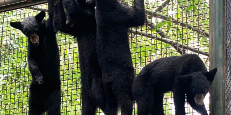 TRASLADAN A 4 OSEZNAS HUÉRFANAS AL ZOOLÓGICO DE CULIACÁN