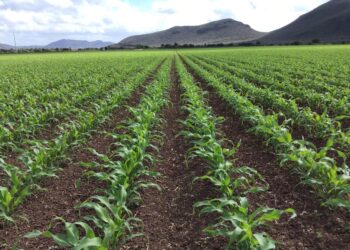 EL CAMPO MEXICANO, REZAGADO “POR LOS SIGLOS DE LOS SIGLOS”
